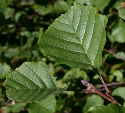 توسکای قشلاقی